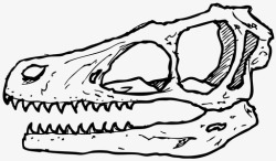 生物学家迅猛龙头骨恐龙骨恐龙化石图标高清图片