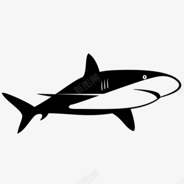 鲨鱼动物水族馆图标图标