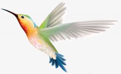 鸟类鸽子麻雀小鸟透明15动物昆虫动物大型动素材