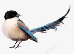 鸟类鸽子麻雀小鸟透明11动物昆虫动物大型动素材