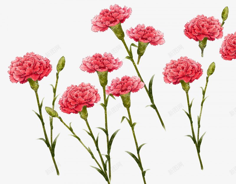 康乃馨花语满庭香手绘花卉水晶帘动微风起满架蔷薇一院png免抠素材_88icon https://88icon.com 康乃馨 水晶帘动微风起 满庭香手绘花卉 满架蔷薇一院香 花语