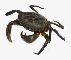 螃蟹大闸蟹海鲜透明20动物昆虫动物大型动物素材