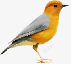 大型猫科动鸟类鸽子麻雀小鸟透明47动物昆虫动物大型动高清图片