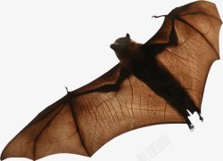 蝙蝠透明29动物昆虫动物大型动物小型宠物合素材