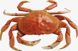 螃蟹大闸蟹海鲜透明16动物昆虫动物大型动物素材