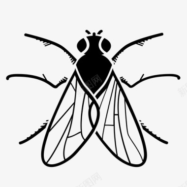 昆虫设计苍蝇动物虫子图标图标