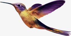 鸟类鸽子麻雀小鸟透明13动物昆虫动物大型动素材