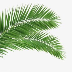 棕榈叶摄影图树木纹理素材