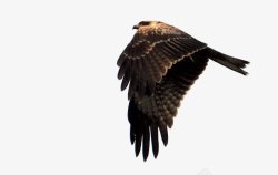 鸟类雄鹰老鹰透明5动物昆虫动物大型动物小型素材
