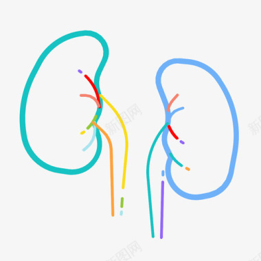 解剖学肾脏解剖学身体部分图标图标