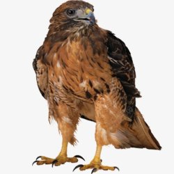 鸟类雄鹰老鹰透明9动物昆虫动物大型动物小型素材