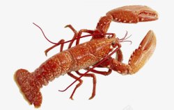 海鲜小龙虾透明10动物昆虫动物大型动物小型素材