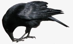 鸟类乌鸦透明4动物昆虫动物大型动物小型宠物素材
