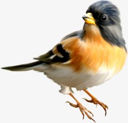 鸟类鸽子麻雀小鸟透明10动物昆虫动物大型动素材