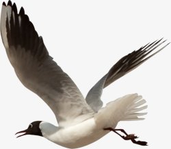 鸟类鸽子麻雀小鸟透明34动物昆虫动物大型动素材