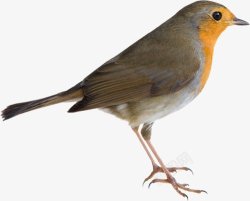 鸟类鸽子麻雀小鸟透明49动物昆虫动物大型动素材