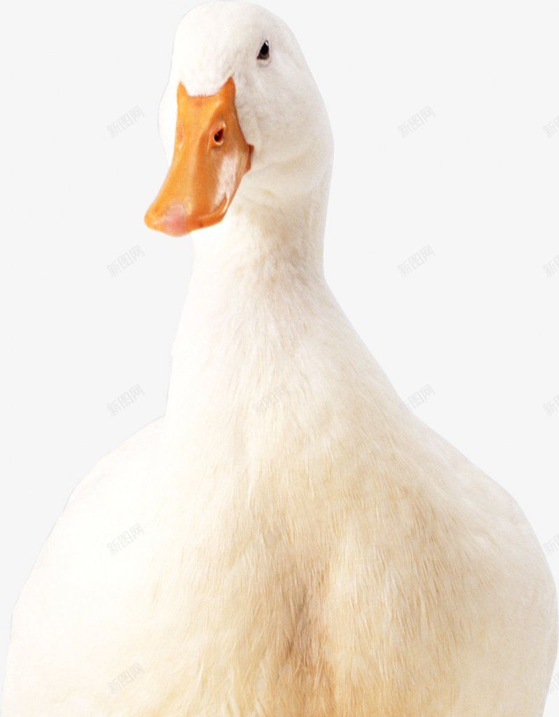 家禽小鸭子大白鹅透明2动物昆虫动物大型动物png免抠素材_88icon https://88icon.com 免扣透明 动物昆虫免扣动物 合成 大型动物 大白鹅 大象 家禽 小型宠物 小鸭子 鸟