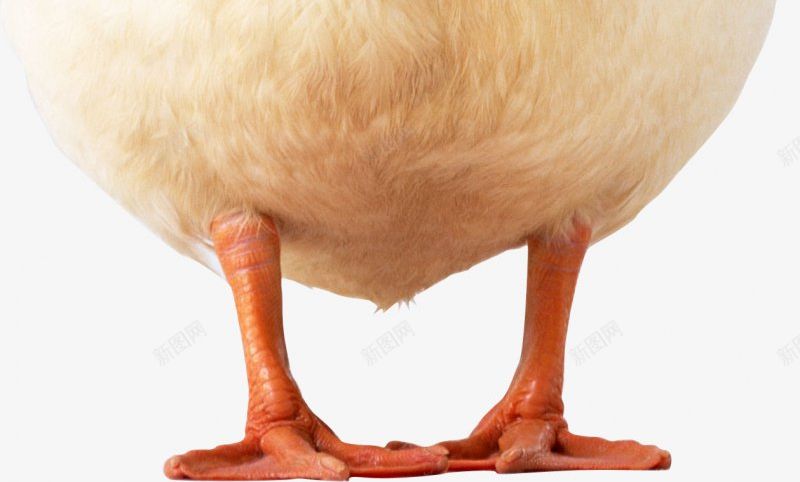 家禽小鸭子大白鹅透明2动物昆虫动物大型动物png免抠素材_88icon https://88icon.com 免扣透明 动物昆虫免扣动物 合成 大型动物 大白鹅 大象 家禽 小型宠物 小鸭子 鸟