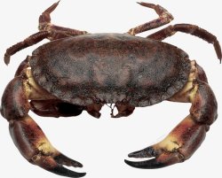 螃蟹大闸蟹海鲜透明13动物昆虫动物大型动物素材