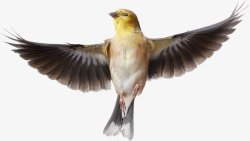 小型鸟类鸟类鸽子麻雀小鸟透明35动物昆虫动物大型动高清图片