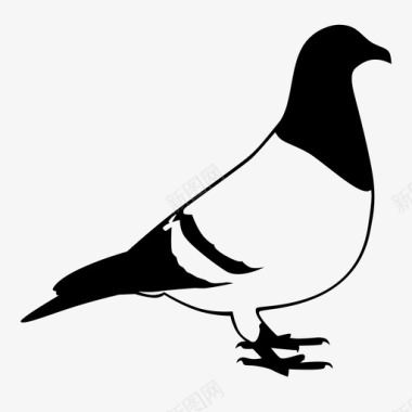 纽约鸽子动物鸟图标图标