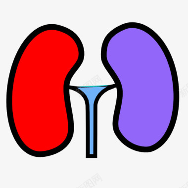 内部肾脏解剖学身体图标图标