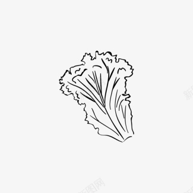 自然生长的植物莴苣叶自然图标图标