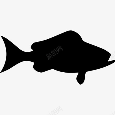 鱼黑石斑鱼侧视图动物动物王国图标图标