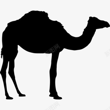 图标剪影骆驼剪影动物动物王国图标图标