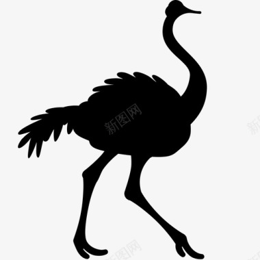 骆驼鸵鸟鸟羽毛图标图标