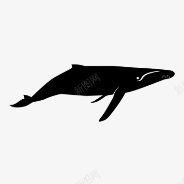 座头鲸巨鲸海洋图标图标