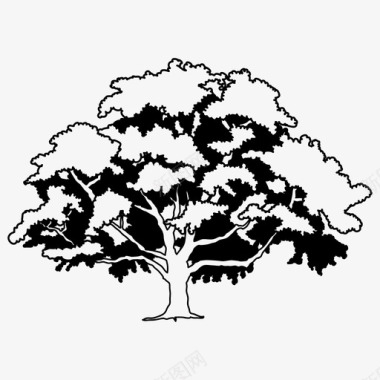 黑白树树橡树植物图标图标