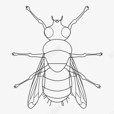 翅膀苍蝇虫子虫眼图标图标