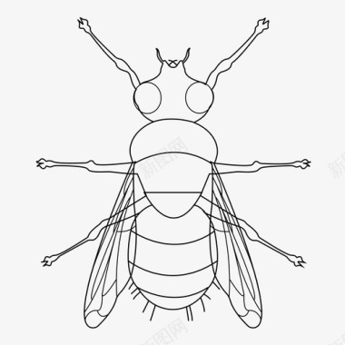 多彩翅膀苍蝇虫子虫眼图标图标
