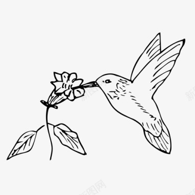 蜂鸟colibri手绘图标图标