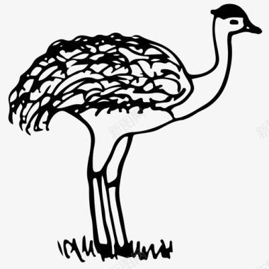 鸵鸟鸸鹋动物手工绘制图标图标