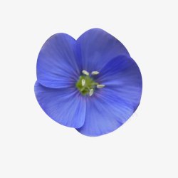 圆形亚麻籽花素材