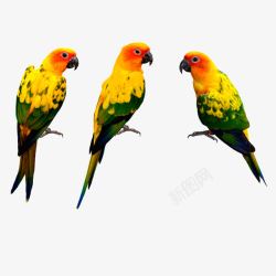 鸟黄鹂黄色的鸟素材