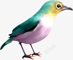 绘画彩色鸟素材