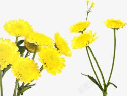 卡通黄色风景花朵植物素材