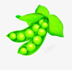 豌豆素材