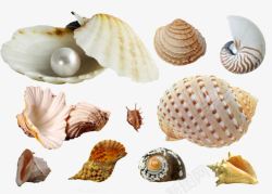 海洋壳类大全素材