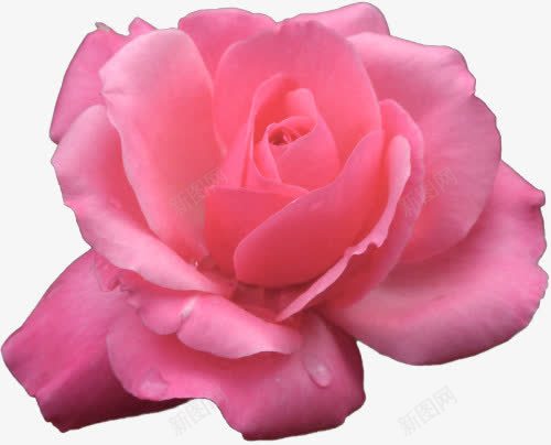 粉色玫瑰png免抠素材_88icon https://88icon.com 实拍 玫瑰 粉色 花朵 鲜花
