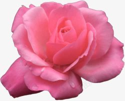 粉色玫瑰素材