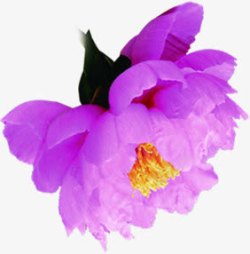 创意海报植物花朵紫色素材