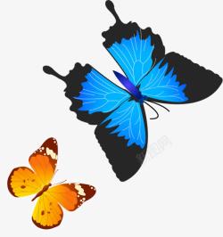 黑蓝色蝴蝶展架海报素材
