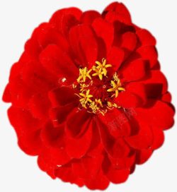 红色花朵植物唯美场景效果素材