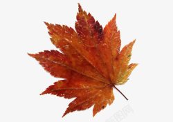 秋叶树叶火红色的叶子素材