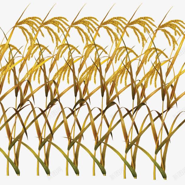 水稻装饰图案png免抠素材_88icon https://88icon.com 丰收 稻子 稻米 稻麦 装饰
