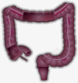 人体的肠胃器官卡通素材